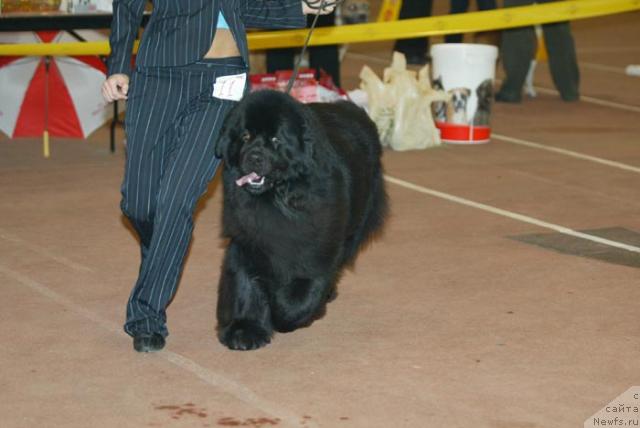 Фото: ньюфаундленд Dans Memori F'yudjan Rif (Данс Мемори Фьюджан Риф)