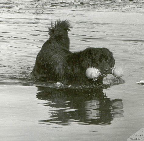 Фото: ньюфаундленд Ger Ama (Гер Ама)