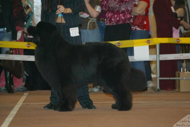 Фото: ньюфаундленд Dans Memori F'yudjan Rif (Данс Мемори Фьюджан Риф)