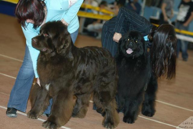 Фото: ньюфаундленд Obush Shed Yudashkin Stil (Обуш Шед Юдашкин Стиль), ньюфаундленд Dans Memori F'yudjan Rif (Данс Мемори Фьюджан Риф)