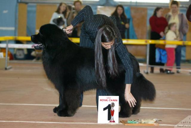Фото: ньюфаундленд Dans Memori F'yudjan Rif (Данс Мемори Фьюджан Риф)