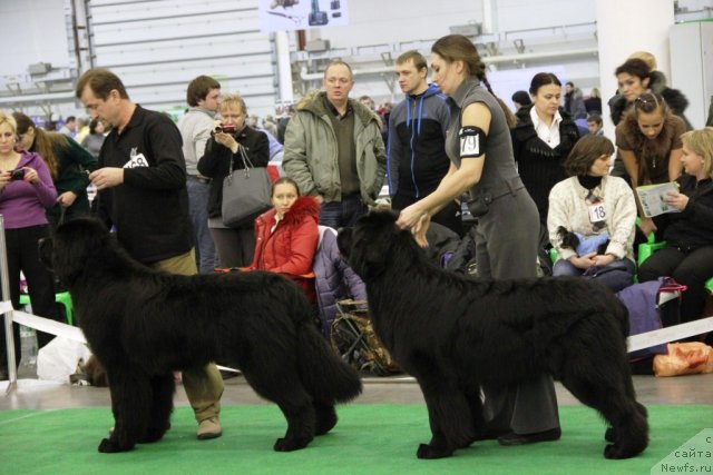 Фото: ньюфаундленд Rain Coast How can I Fall, Viktor Hrischanovich (Виктор Хрищанович), ньюфаундленд Rain Coast You Too, Natal'ya Dubovskaya (Наталья Дубовская)