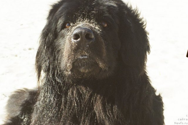 Фото: Black Lady Kranz Portos