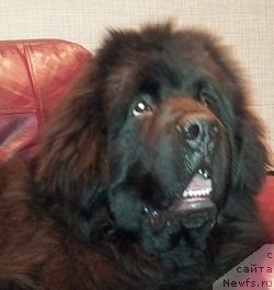 Фото: Mariya Echeina (Мария Ечеина), ньюфаундленд Plushevaya Panda Centre Stage (Плюшевая Панда Центре Стаге)