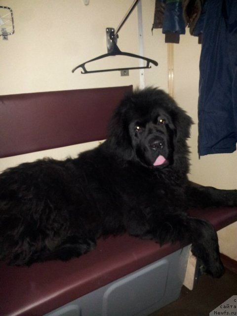 Фото: Mariya Echeina (Мария Ечеина), ньюфаундленд Plushevaya Panda Centre Stage (Плюшевая Панда Центре Стаге)