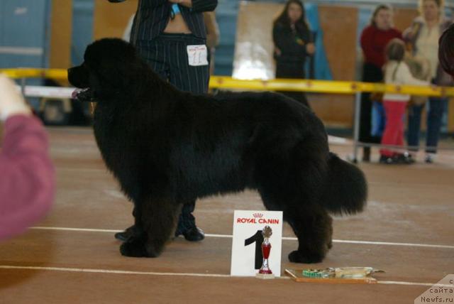 Фото: ньюфаундленд Dans Memori F'yudjan Rif (Данс Мемори Фьюджан Риф)