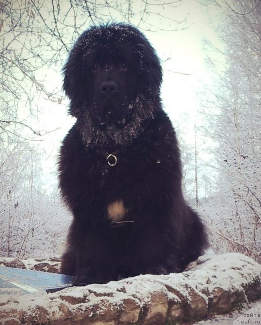 Фото: ньюфаундленд Plushevaya Panda Centre Stage (Плюшевая Панда Центре Стаге)