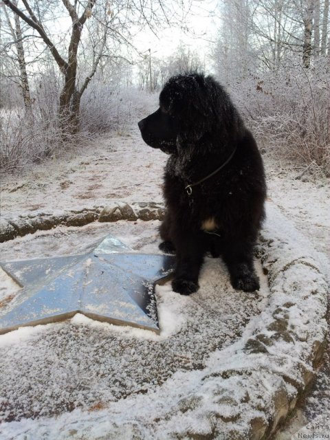 Фото: ньюфаундленд Plushevaya Panda Centre Stage (Плюшевая Панда Центре Стаге)