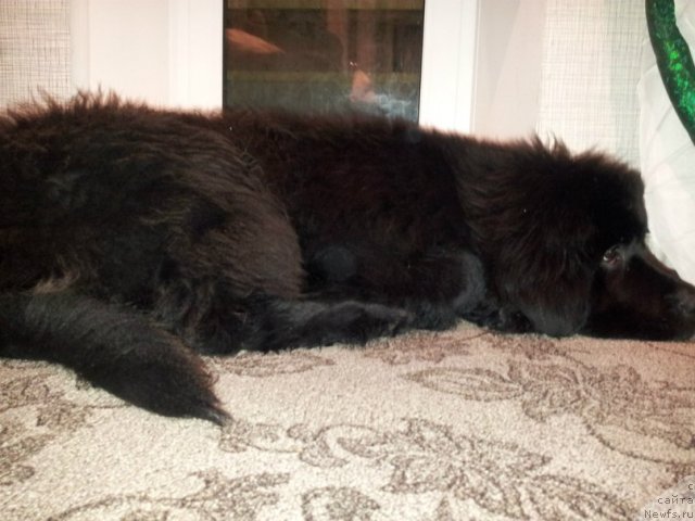 Фото: ньюфаундленд Plushevaya Panda Centre Stage (Плюшевая Панда Центре Стаге)