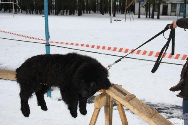 Фото: ньюфаундленд Plushevaya Panda Centre Stage (Плюшевая Панда Центре Стаге)