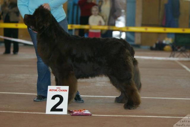 Фото: ньюфаундленд Obush Shed Yudashkin Stil (Обуш Шед Юдашкин Стиль)