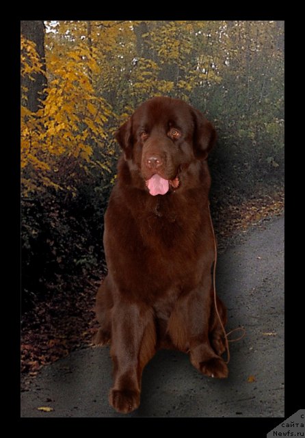 Фото: ньюфаундленд Anjelika Boginya Grez (Анжелика Богиня Грез)