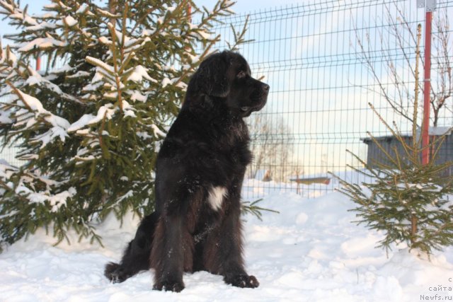 Фото: ньюфаундленд Dar Svezy Unika Sagitta (Дар Свезы Юника Сагитта)