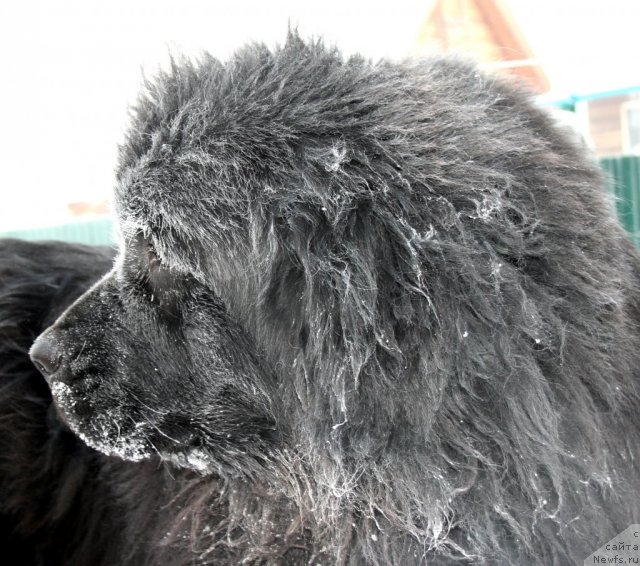 Фото: ньюфаундленд Ermak iz Carstva Medvedey (Ермак из Царства Медведей)