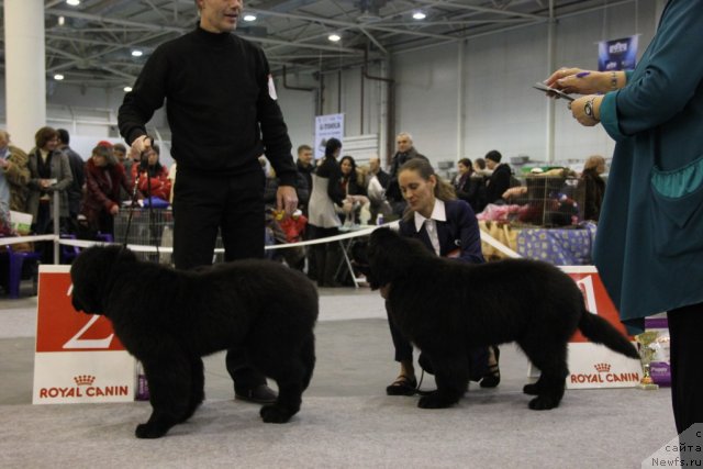 Фото: ньюфаундленд Absolute Prize Dinastiya Soverchenstva (Абсолют Прайз Династия Совершенства), ньюфаундленд Аlpha Tauri Dinastiya Soverchenstva (Альфа Таури Династия Совершенства), Anna Pronskaya (Анна Пронская)