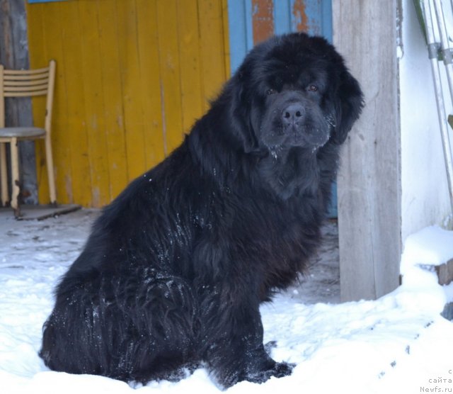 Фото: ньюфаундленд Super Premium Ameliya YEkshen (Супер Премиум Амелия Экшен)