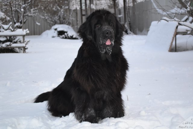 Фото: ньюфаундленд I'm Little Princess Midnight Bear