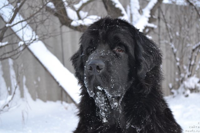 Фото: ньюфаундленд I'm Little Princess Midnight Bear