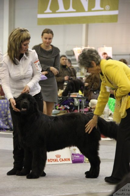 Фото: ньюфаундленд Vanilla Sky Lady Super Mishka