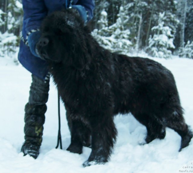 Фото: ньюфаундленд Fann'yuf Tibul Jelannyiy dlya Ih Vyisochestva (Фанньюф Тибул Желанный для Их Высочества)
