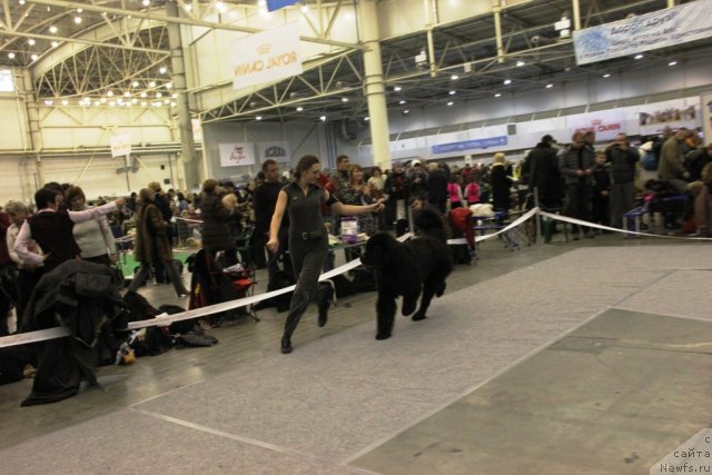 Фото: ньюфаундленд Rain Coast How can I Fall, Natal'ya Dubovskaya (Наталья Дубовская)