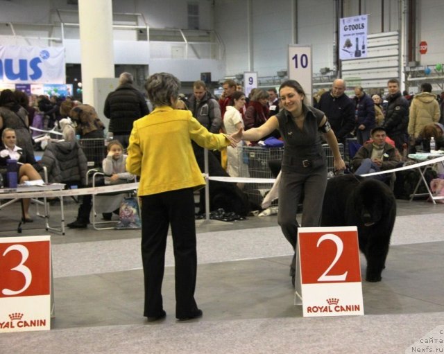 Фото: ньюфаундленд Rain Coast How can I Fall, Natal'ya Dubovskaya (Наталья Дубовская)