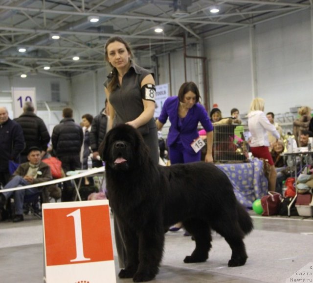 Фото: ньюфаундленд Rain Coast How can I Fall, Natal'ya Dubovskaya (Наталья Дубовская)