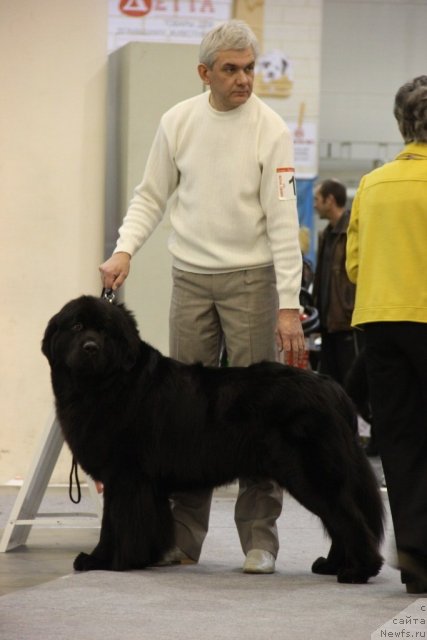 Фото: ньюфаундленд Porsche Cayene (Порш Кайен)