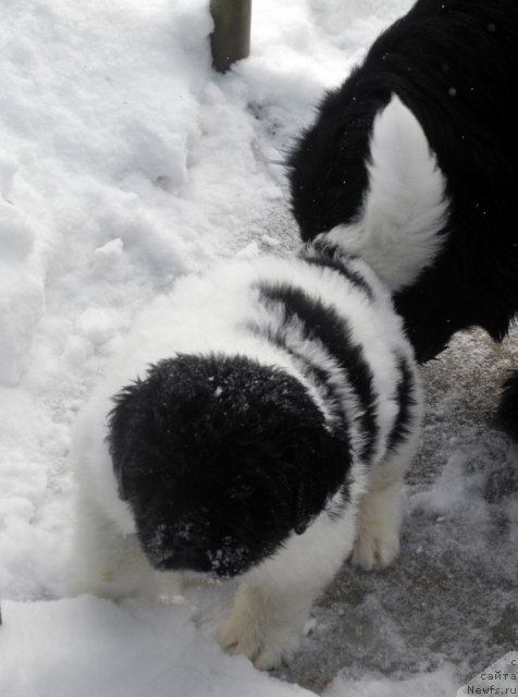 Фото: ньюфаундленд Santa De La Moris (Санта Де Ла Морис), и, ньюфаундленд Bonita YEl' Oso Nyegro (Бонита Эль Осо Нэгро)