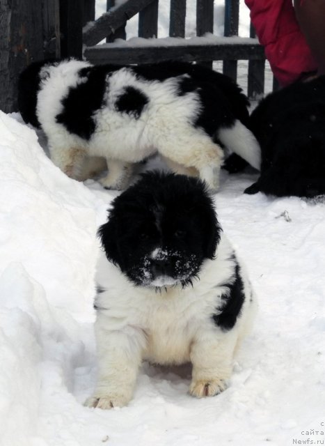 Фото: ньюфаундленд Salli Snejnaya Koroleva (Салли Снежная Королева), на заднем плане, ньюфаундленд Sasha Gabriyel' Torres (Саша Габриэль Торрес)