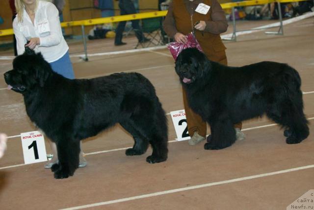 Фото: ньюфаундленд Super Bizon Armani (Супер Бизон Армани), ньюфаундленд Owasco Harleydavidson
