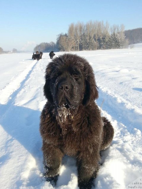 Фото: ньюфаундленд Beguschaya po Volnam SHake It Up (Бегущая по Волнам Шаке Ит Уп)
