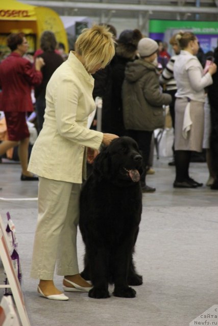 Фото: ньюфаундленд Alana Viva Jeniz (Алана Вива Дженис), Elena Barmina (Елена Бармина)
