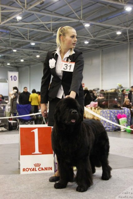 Фото: ньюфаундленд Ursinus Velutus Mission Impossible