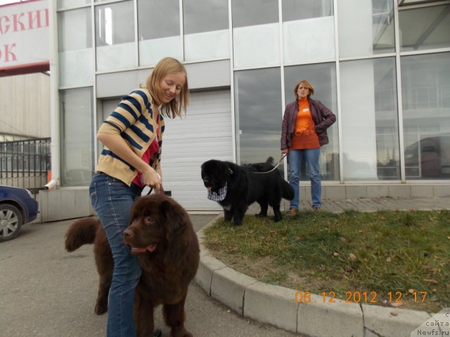 Фото: ньюфаундленд Hohotushka s Berega Dona (Хохотушка с Берега Дона), ньюфаундленд Charuyuschiy Chezario (Чарующий Чезарио)