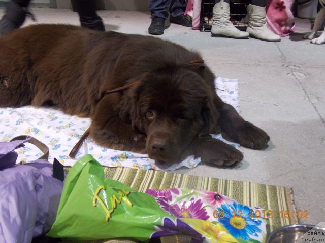 Фото: ньюфаундленд Hohotushka s Berega Dona (Хохотушка с Берега Дона)