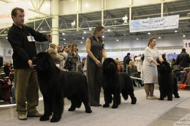 Фото: ньюфаундленд Rain Coast How can I Fall, Viktor Hrischanovich (Виктор Хрищанович), ньюфаундленд Rain Coast You Too, Natal'ya Dubovskaya (Наталья Дубовская), ньюфаундленд I'm Royal Iris Midnight Bear, Ol'ga Zalivako (Ольга Заливако)