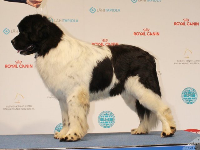 Фото: ньюфаундленд Pitern'yuf In It To Vin It (Питерньюф Ин Ит То Вин Ит)