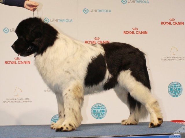 Фото: ньюфаундленд Pitern'yuf In It To Vin It (Питерньюф Ин Ит То Вин Ит)