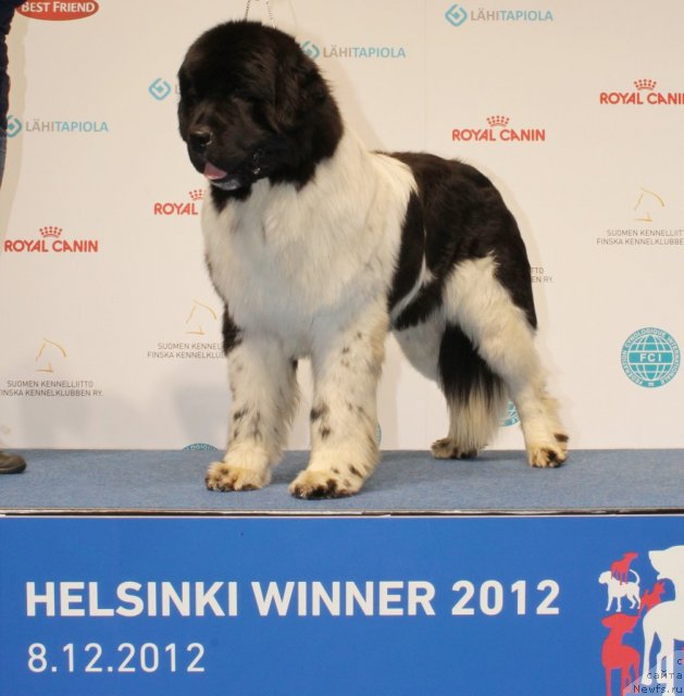 Фото: ньюфаундленд Pitern'yuf In It To Vin It (Питерньюф Ин Ит То Вин Ит)