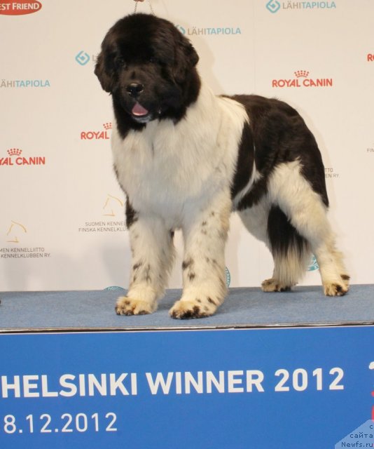 Фото: ньюфаундленд Pitern'yuf In It To Vin It (Питерньюф Ин Ит То Вин Ит)