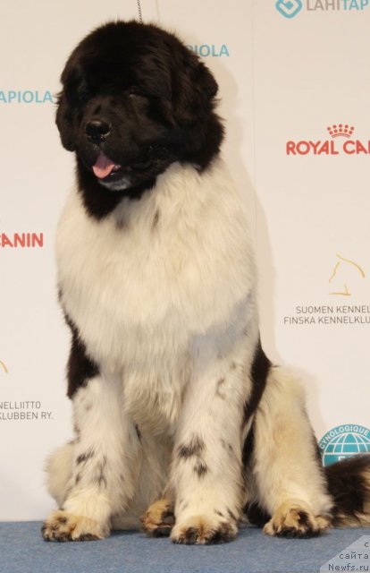 Фото: ньюфаундленд Pitern'yuf In It To Vin It (Питерньюф Ин Ит То Вин Ит)