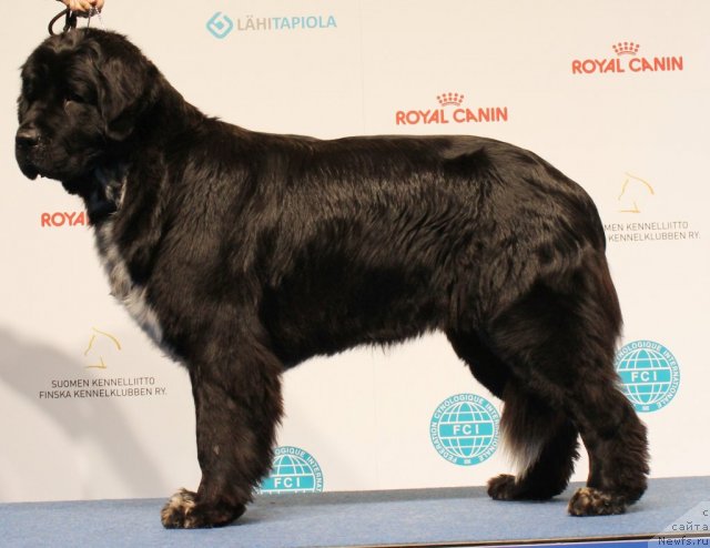 Фото: ньюфаундленд Piternyuf Enigma (Питерньюф Енигма)