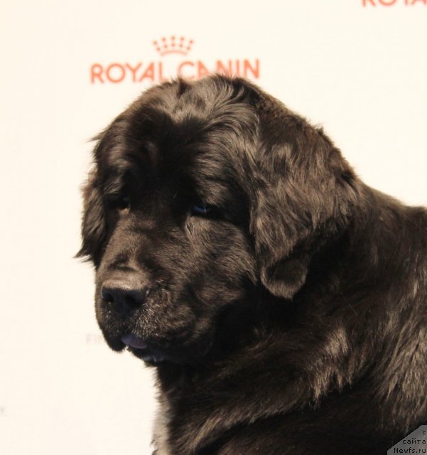 Фото: ньюфаундленд Piternyuf Enigma (Питерньюф Енигма)