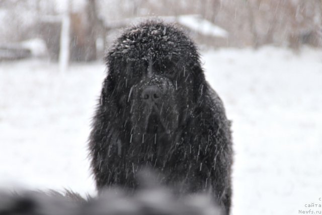 Фото: ньюфаундленд Sentyabrina s Berega Dona (Сентябрина с Берега Дона)