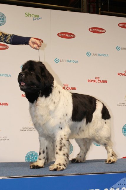 Фото: ньюфаундленд Don't Worry Be Happy de L'Etoile de Cyrice