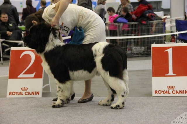 Фото: ньюфаундленд Clyde Winner Of The Ring Aqua Pearl