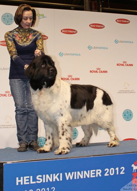 Фото: ньюфаундленд Don't Worry Be Happy de L'Etoile de Cyrice, Ol'ga Koroleva (Ольга Королева)