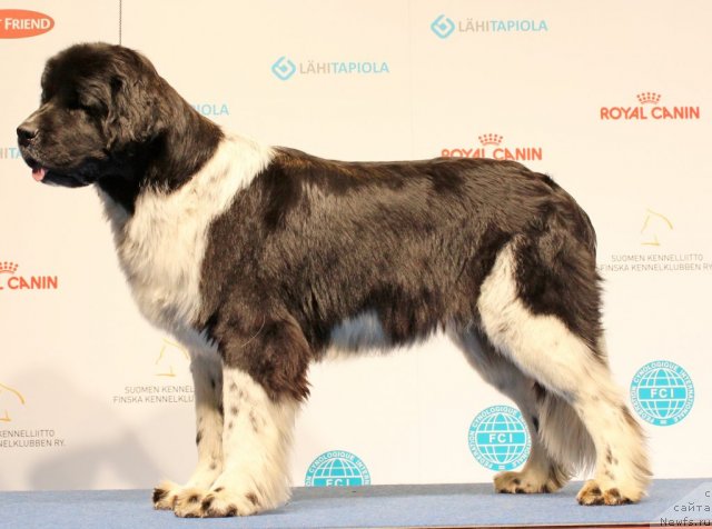 Фото: ньюфаундленд Piternyuf I Did It Again (Питерньюф И Дид Ит Агаин)