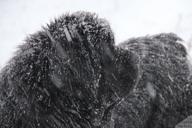Фото: ньюфаундленд Sentyabrina s Berega Dona (Сентябрина с Берега Дона)